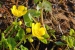 Natuur fotografie plantenbakken in de grachten van Gouda