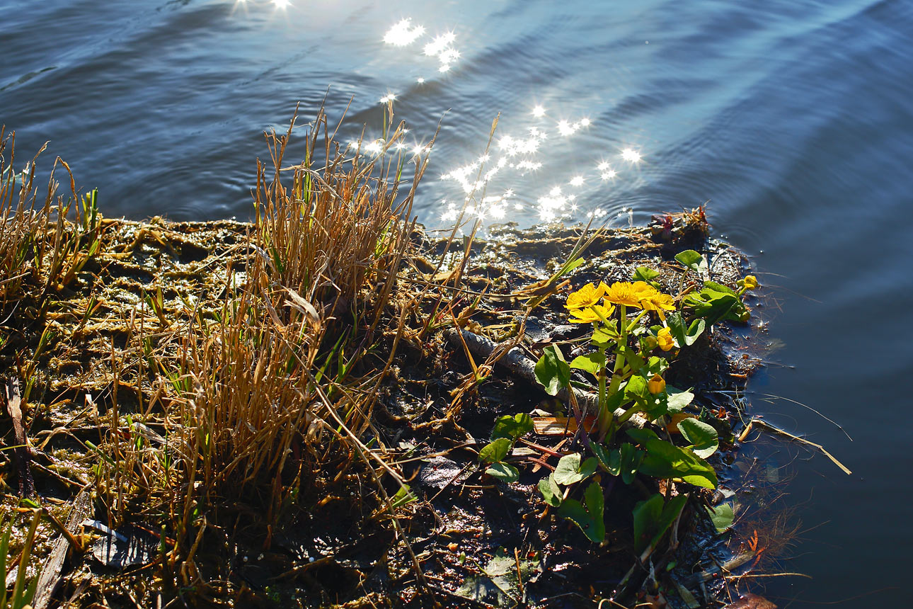 Waterschap fotografie van water