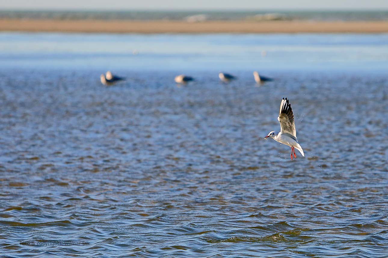 201118-strand-WilmarDik-17