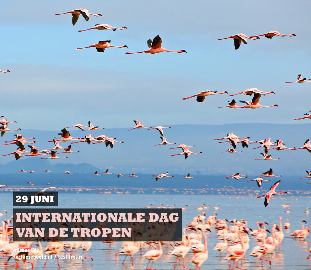 29 juni internationale dag van de tropen