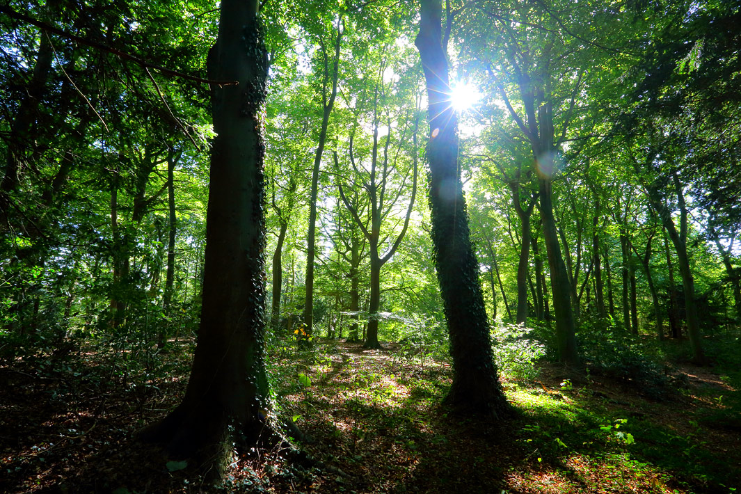 Natuur fotografie Wassenaar