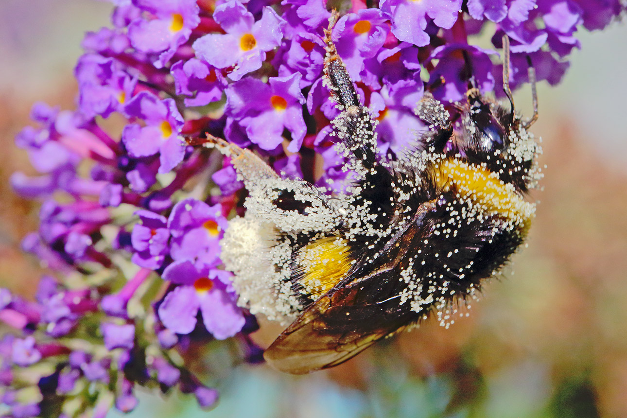 macrofotograaf-in-tuin