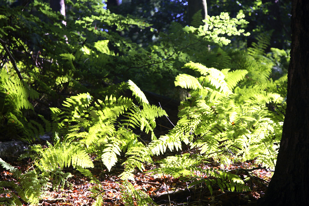 natuurfotografie3