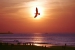 foto Scheveningen strand met meeuw zonsondergang nl4534